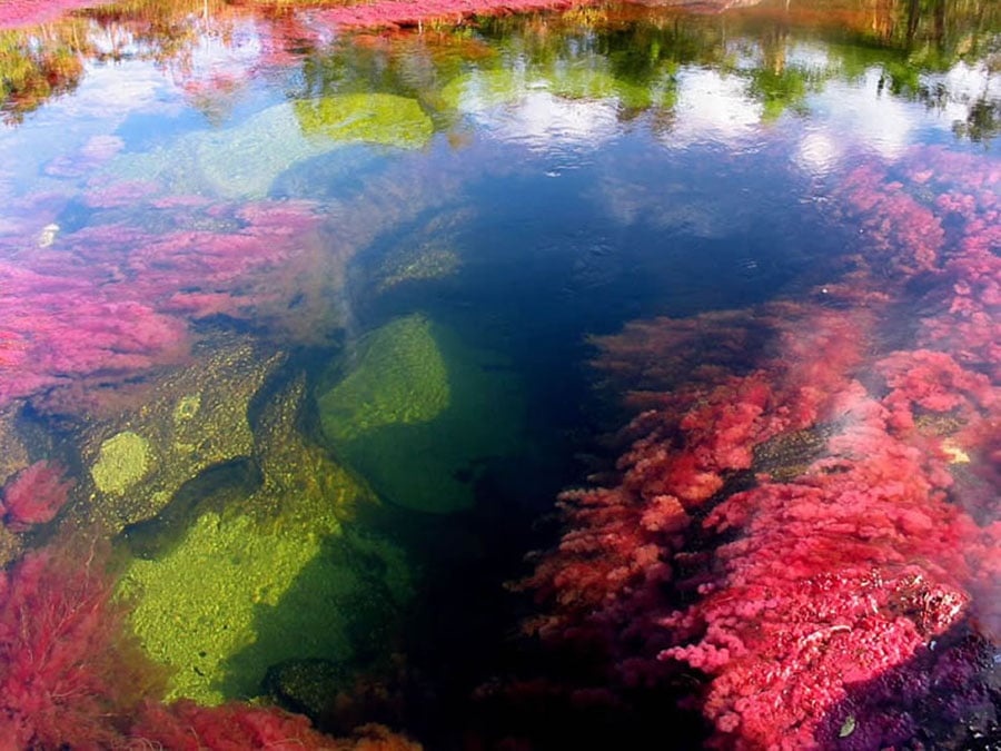 River Of Five Colors In Colombia