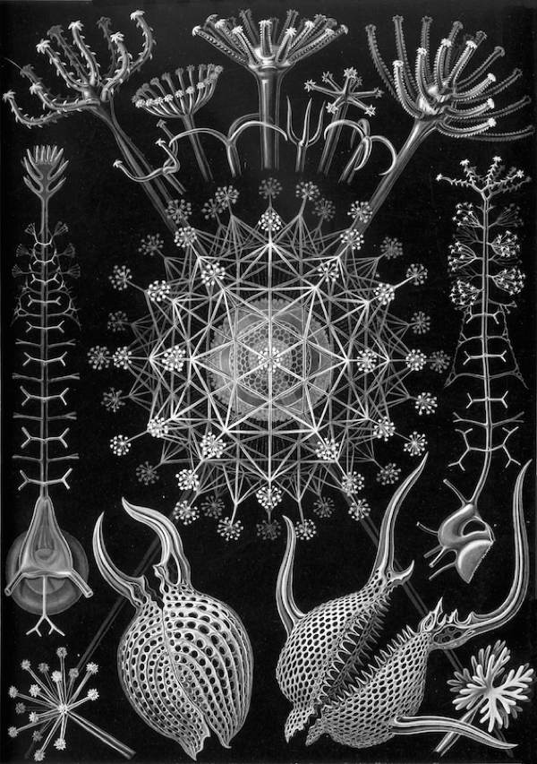 Plankton House Diatom Engraving