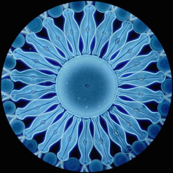 Plankton House Centric Diatom Shell