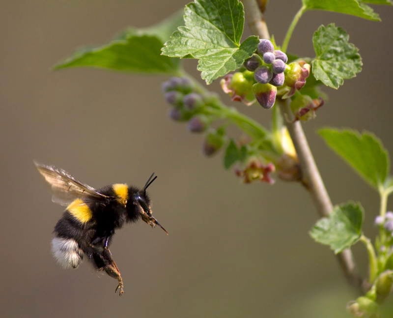 Bumblebee Facts In Flight