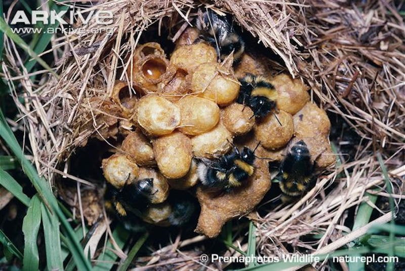 Bumblebee Facts Mature Nest