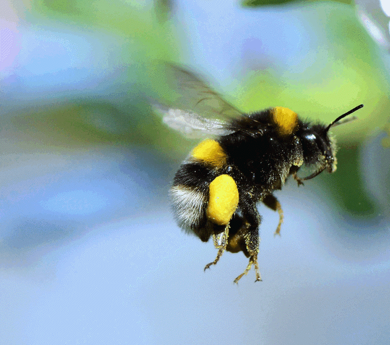 The Lifecycle Of A Queen Bumble Bee