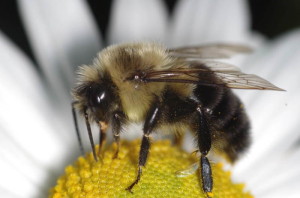 Bumblebee Facts Worker Bee