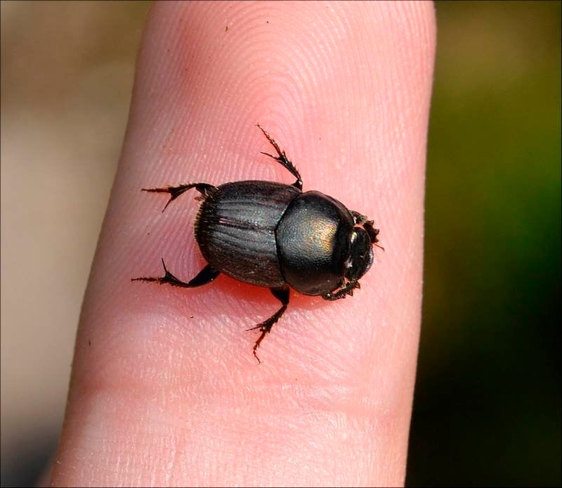 Animals With Superpowers Beetle