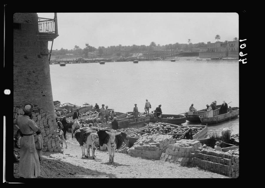 Baghdad Donkeys Markets