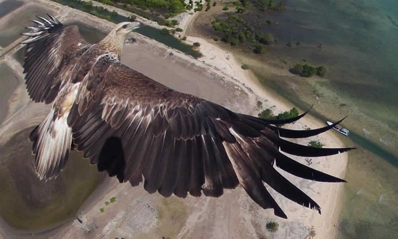 Winner of International Drone Photography Awards
