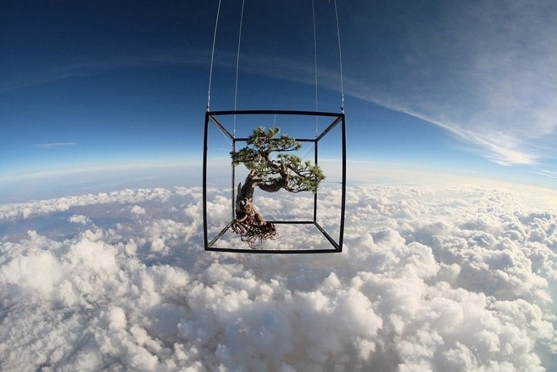 Astounding Bonsai in Space