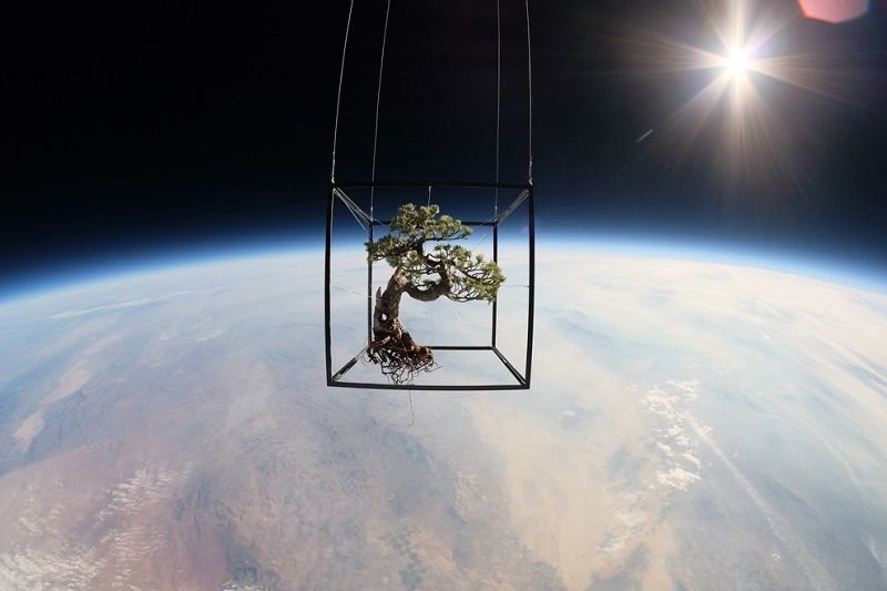Bonsai Suspended in Space
