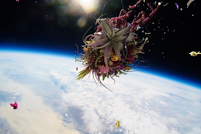 Exobiotanica Makoto Azuma