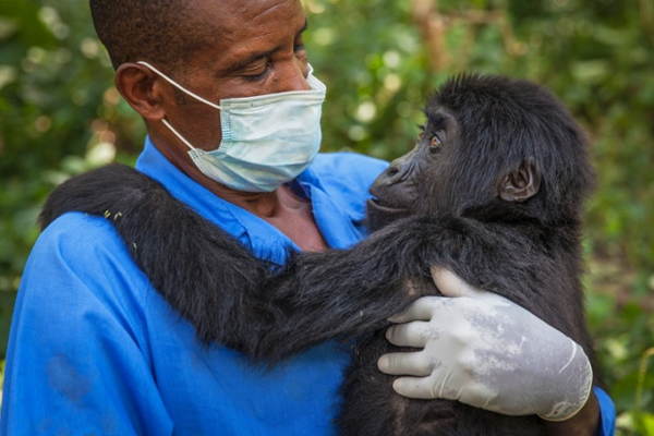 Gorilla Doctors Embrace