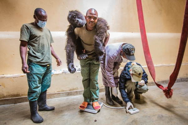 Gorilla Doctors Hanging