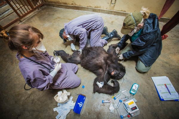 Gorilla Doctors Operating