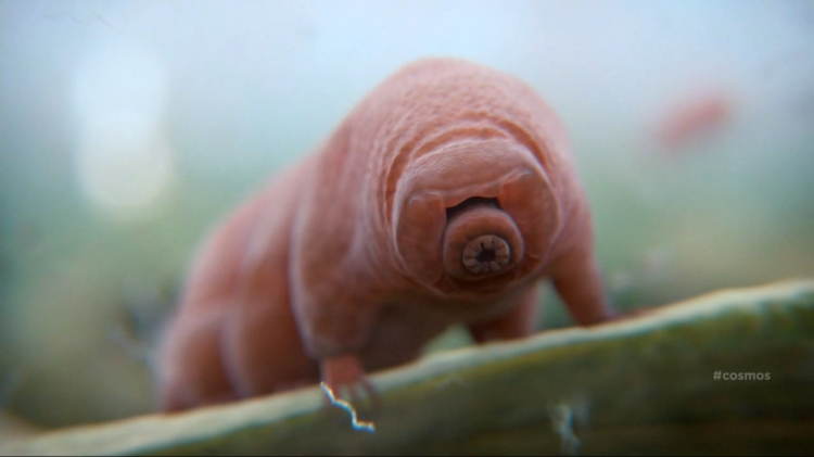 Space Tardigrade