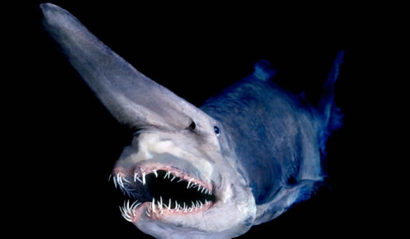 Goblin Shark Ugliest Animals