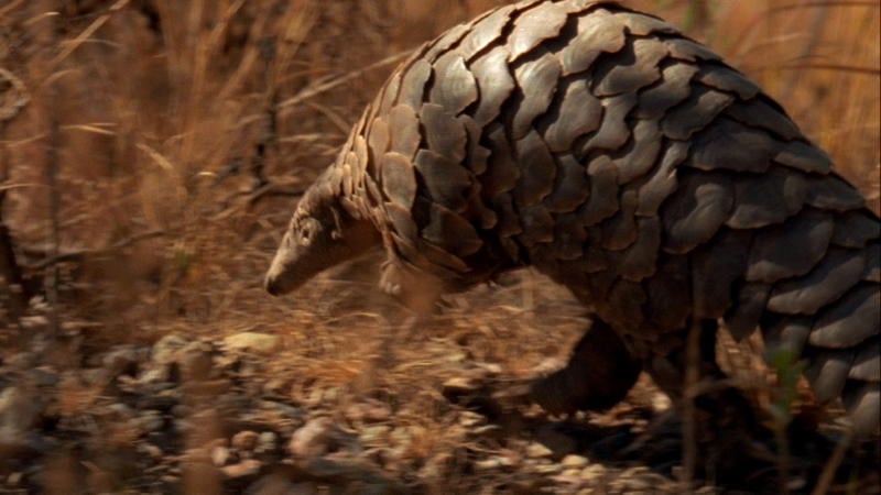 Pangolin Walking