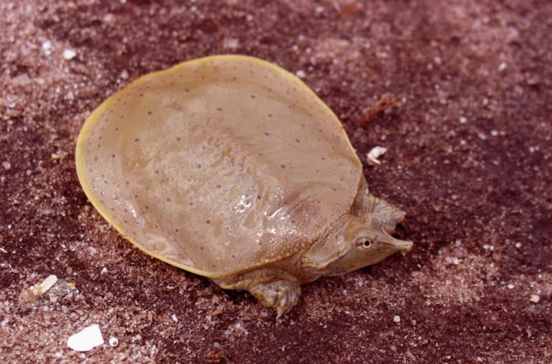 Soft Shell Turtle Red Sand