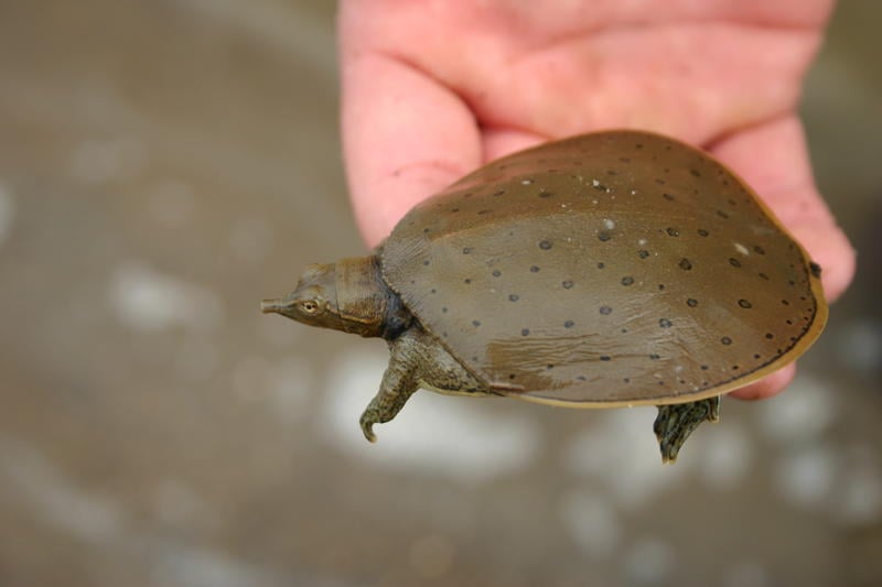 Soft Shell Turtle Tiny