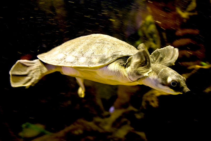 Pig Turtle Swimming