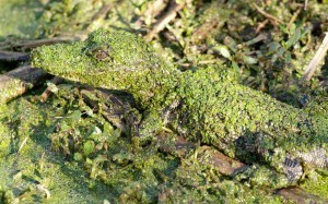 Animal Camouflage Alligator