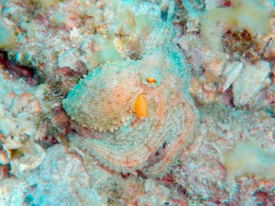 Animal Camouflage Octopus