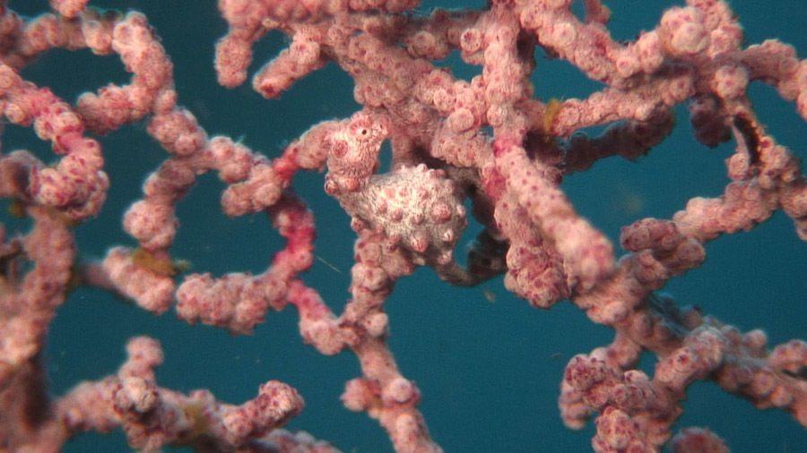 Animal Camouflage Seahorse Coral
