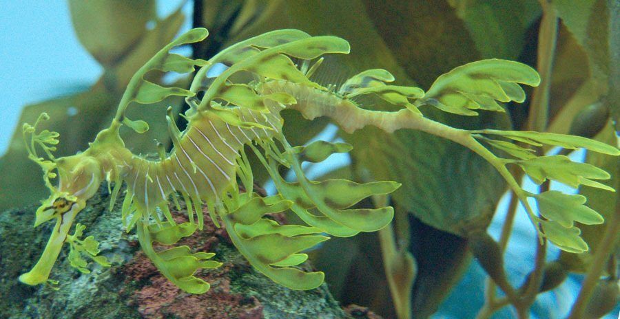 Animal Camouflage Seahorse