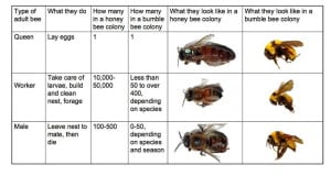 The Lifecycle Of A Queen Bumble Bee