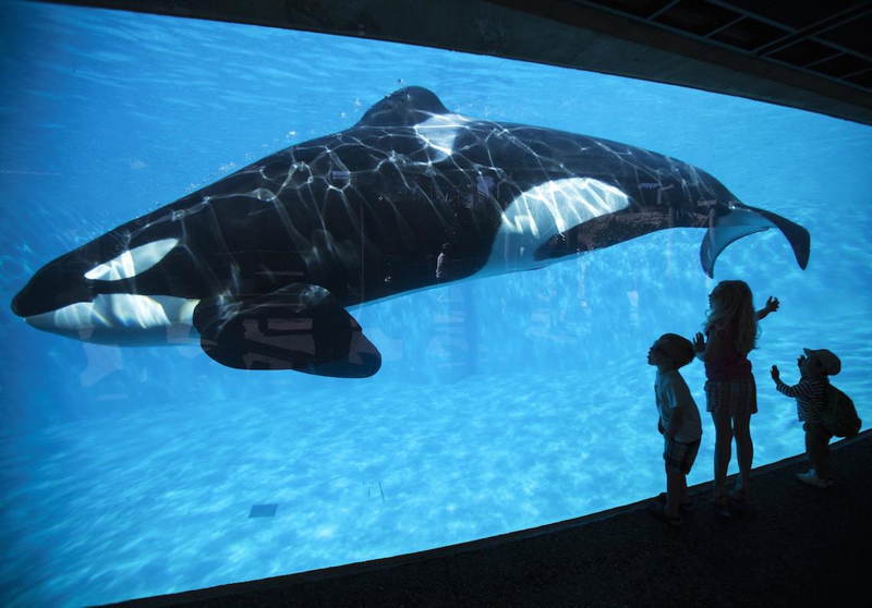 Worst Ways To Die Captive Orca