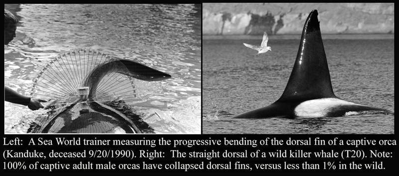 Orca Dorsal Fin