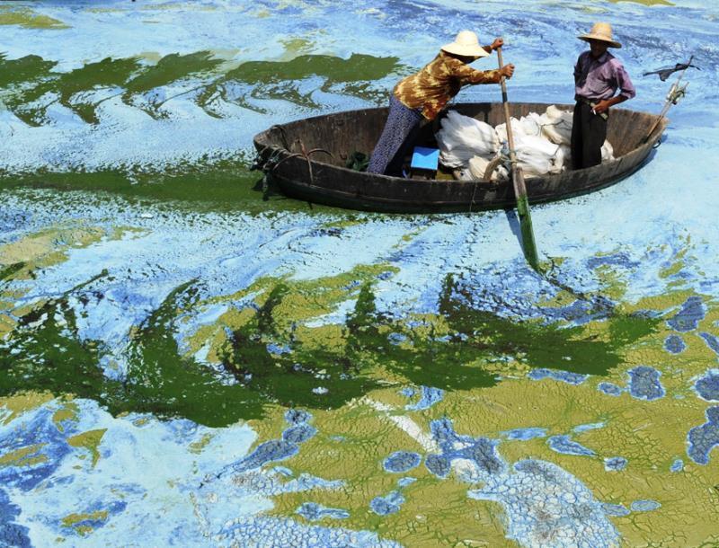 Algae Lake Hefei China