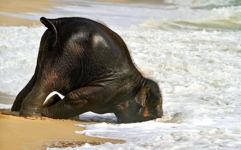 Baby Elephant on Beach