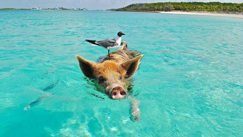 Pig Swimming In The Ocean