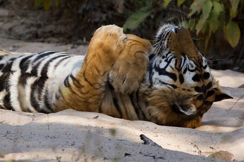 Tiger Relaxes on the Beach