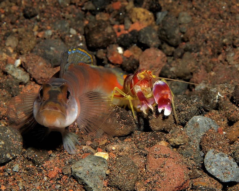 Animals With Superpowers Pistol Fish