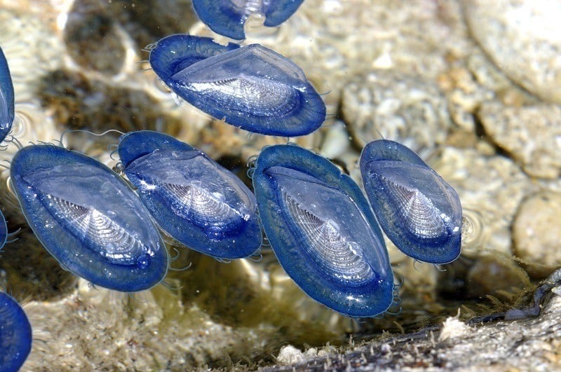 Floating Jellyfish-like Animals