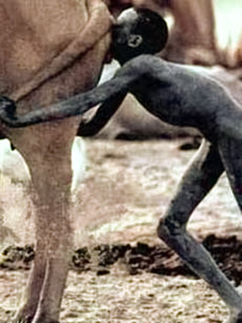 Starving Boy Kevin Carter Photos
