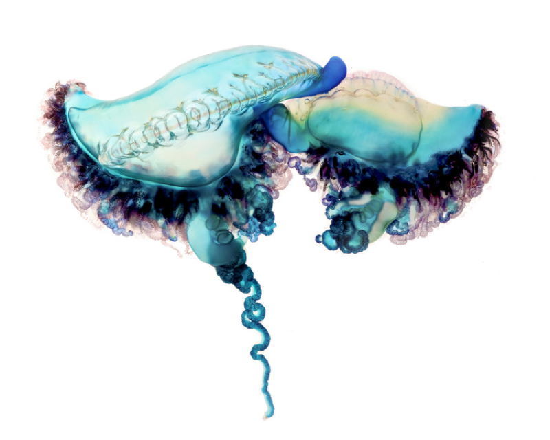 Man Of War Aqua