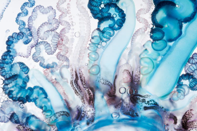 Man Of War Tentacles