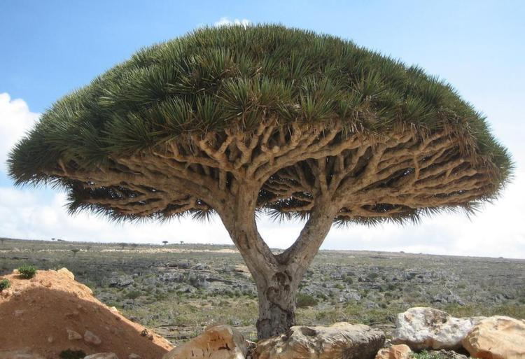 Weirdest Natural Places Socotra Dragon