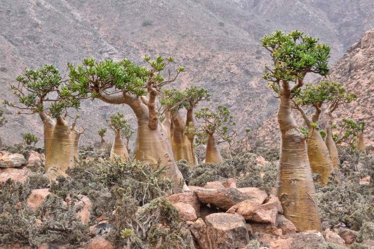 Weirdest Natural Places Socotra Trees