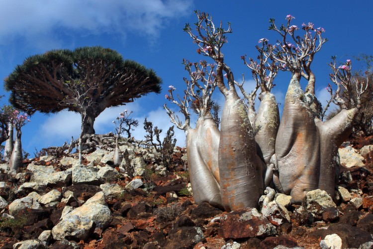 Socotra