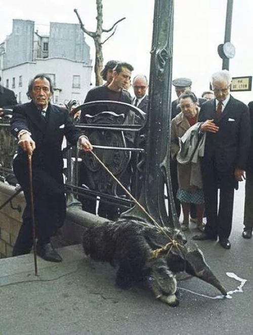 Salvador Dali Anteater Photo