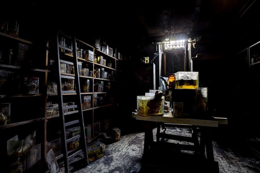 Curiosity Cabinet