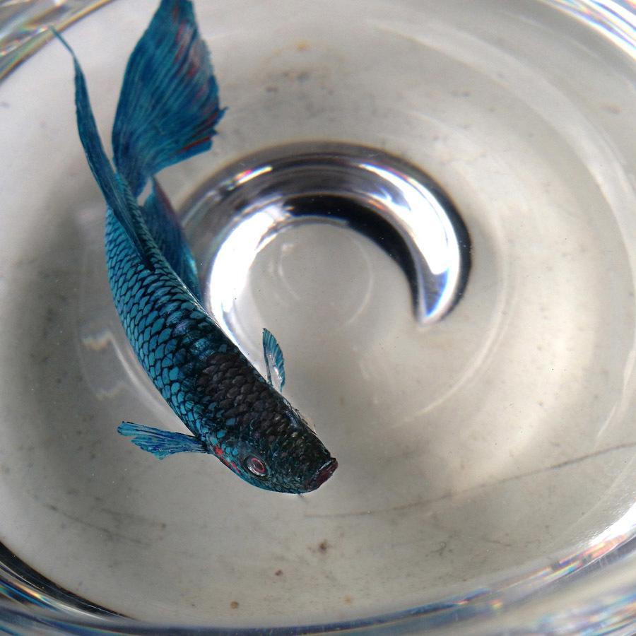 Blue Beta Fish