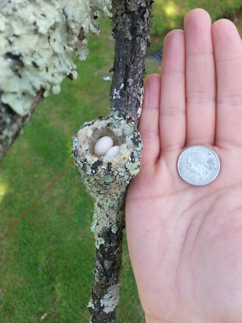 anna's hummingbird nest