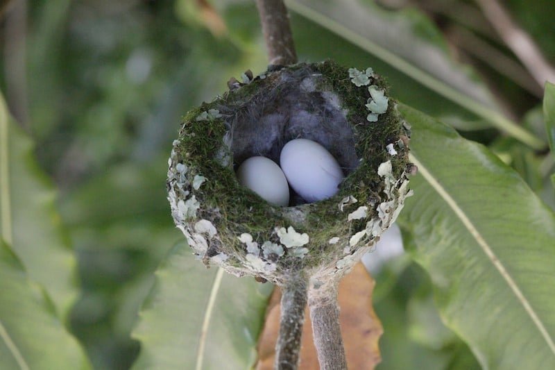 anna's hummingbird nest