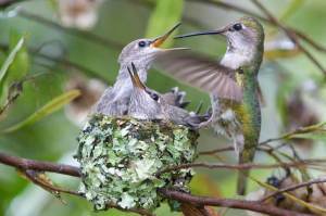 baby hummingbirds