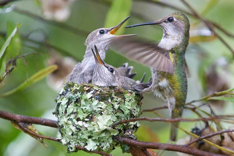 baby hummingbirds eggs