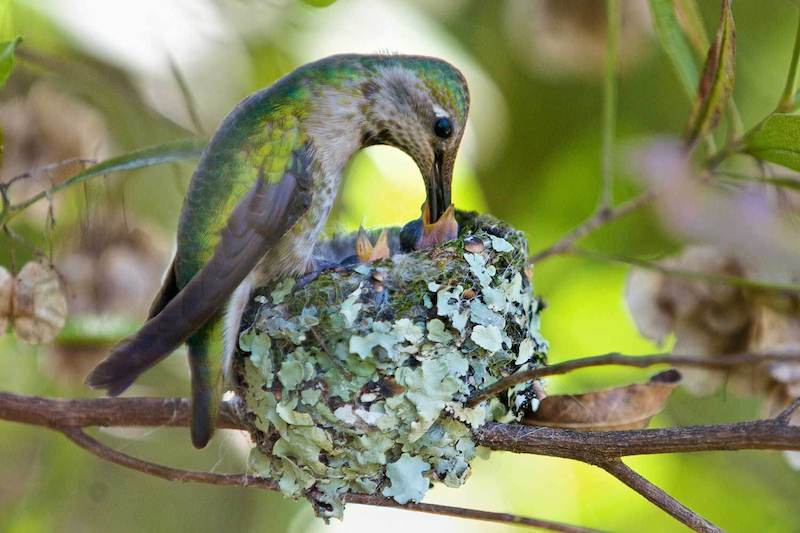 Baby Hummingbirds Grow Up So Fast