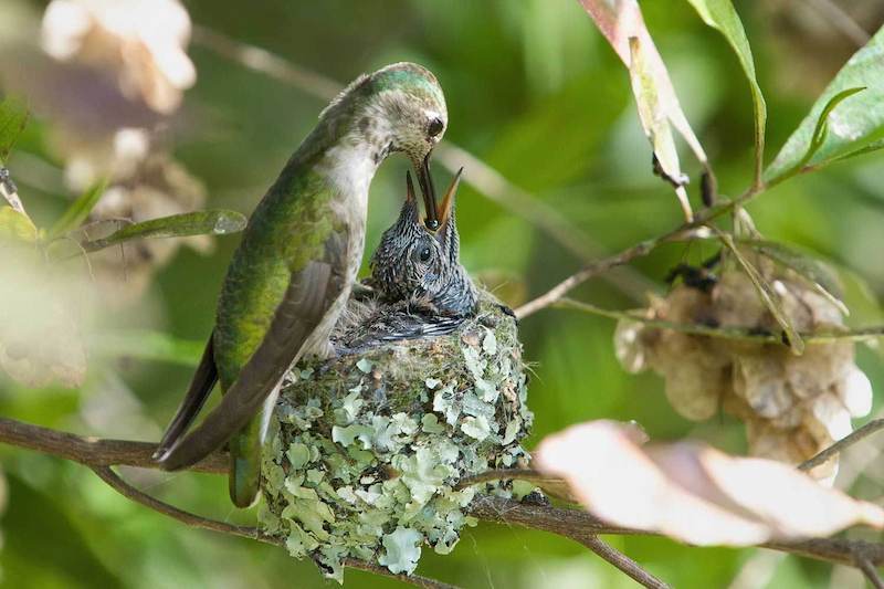 Baby Hummingbirds Grow Up So Fast